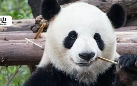 吃竹子的大熊猫，为何还叫“食铁兽”?