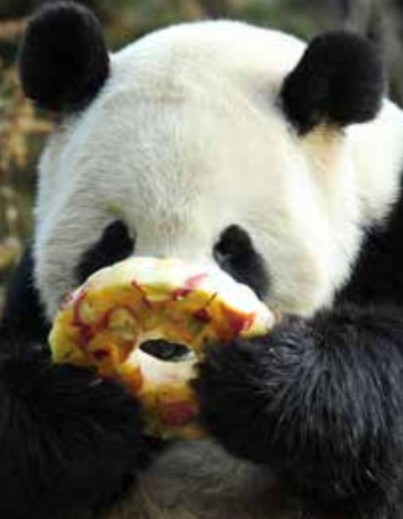 大熊猫为什么离不开竹子？