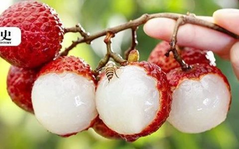 原来广西人在古代就已经解锁“水果自由”了