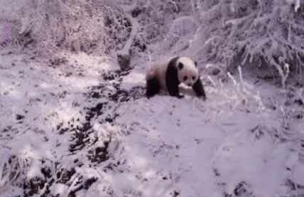 大熊猫这么萌，天生的吗？