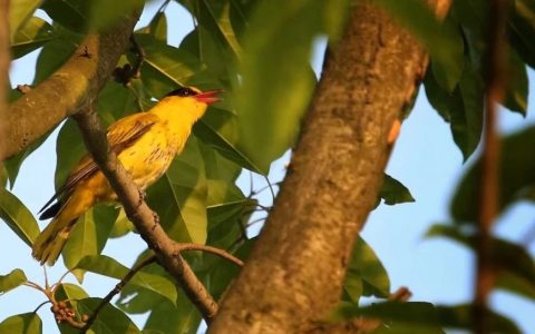 这场演唱会我们天天听，却没注意主角是谁