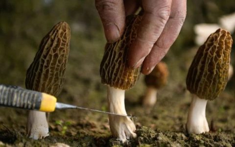 一亩羊肚菌“吃”掉千斤麦，富民产业急需节粮技术