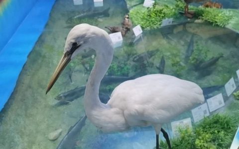 故弄玄虚的颜宁之问