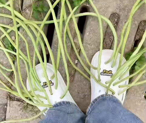 看到“山东人被豆橛子逼疯”上热搜，山河四省都沉默了