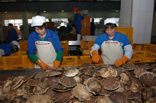 “日本北海道扇贝”，竟来自中国农贸市场？
