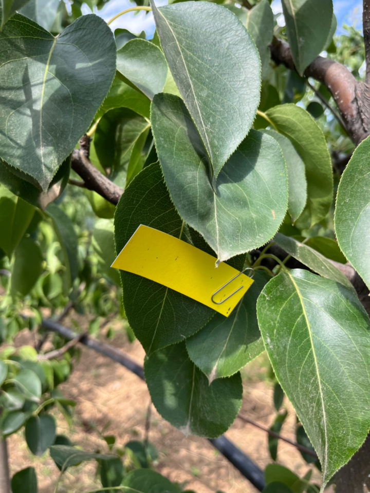 为了年入20万，我变成“害虫杀手”