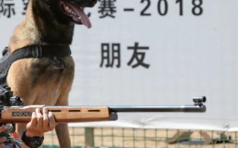 在中国，想要领养退役军犬有多难