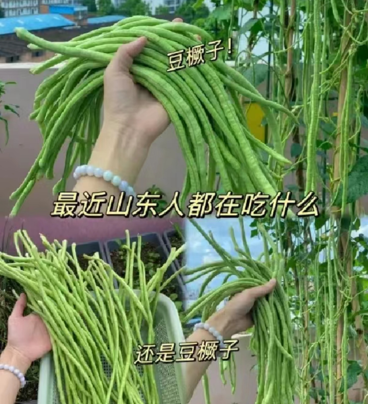 看到“山东人被豆橛子逼疯”上热搜，山河四省都沉默了