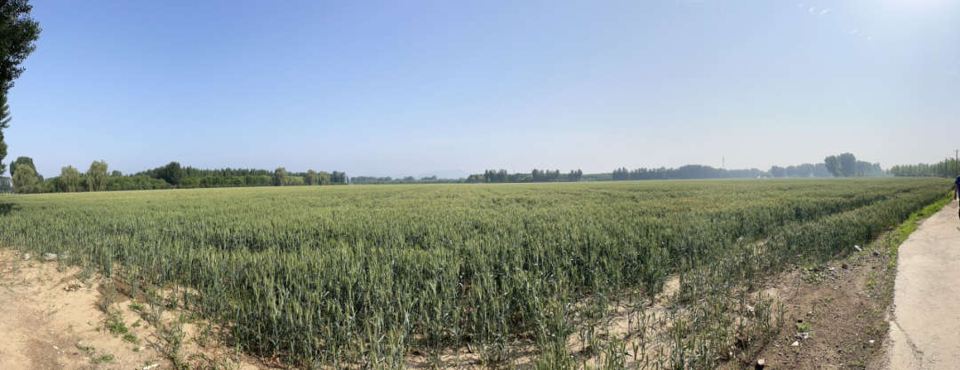 为了年入20万，我变成“害虫杀手”