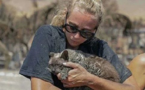 来了，来了！夏威夷救出了两只小猫