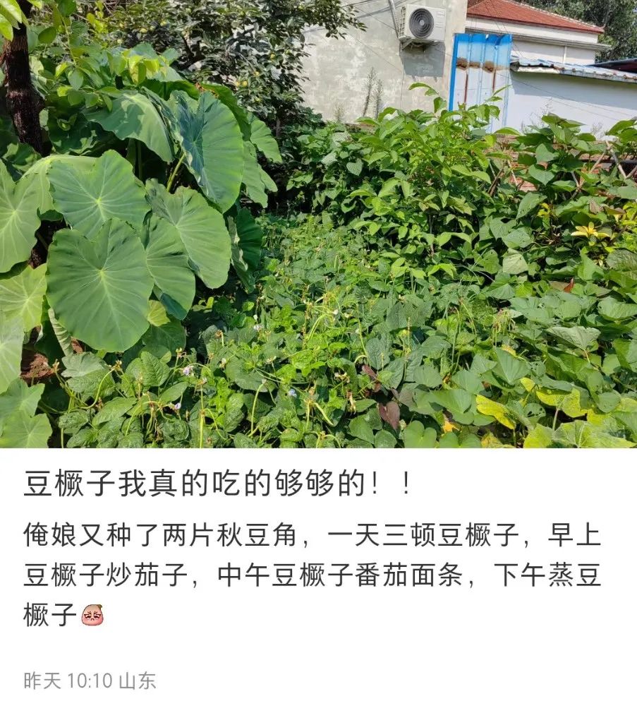 看到“山东人被豆橛子逼疯”上热搜，山河四省都沉默了