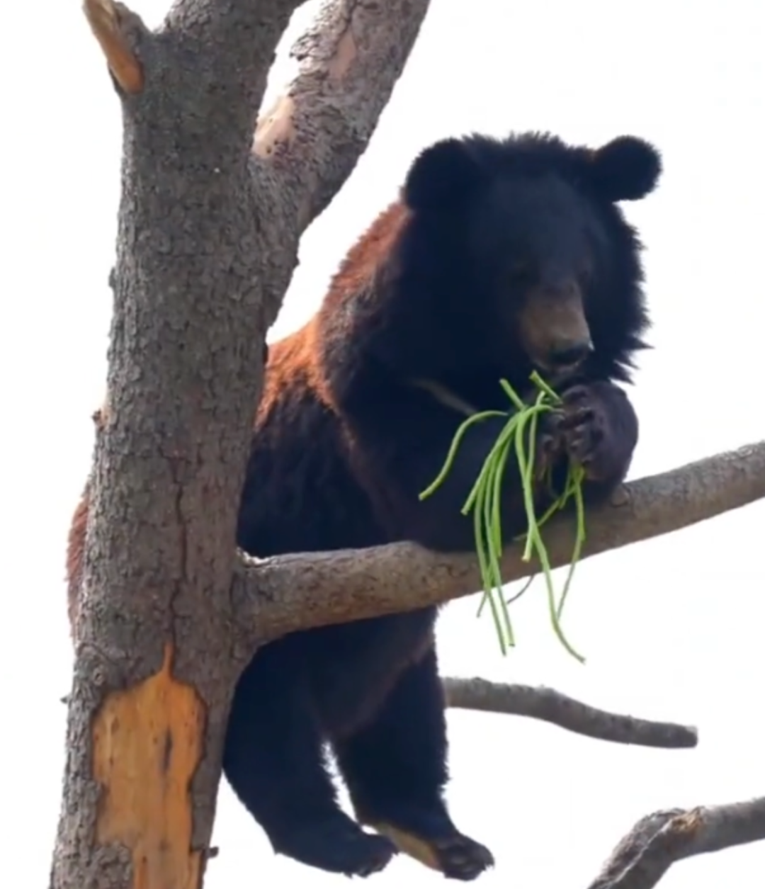 看到“山东人被豆橛子逼疯”上热搜，山河四省都沉默了