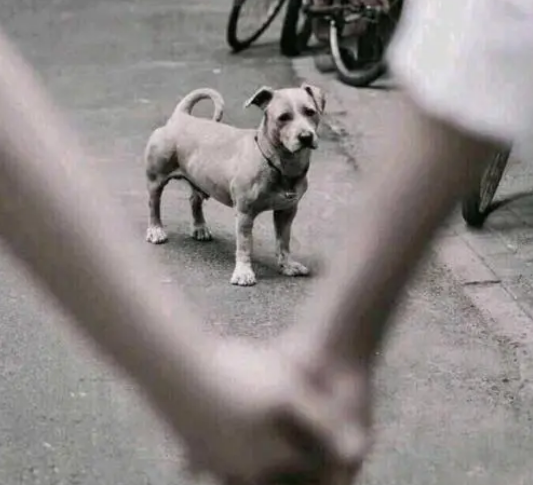 随笔 | 卖主求荣，蛙岛将迎来最强暴击！