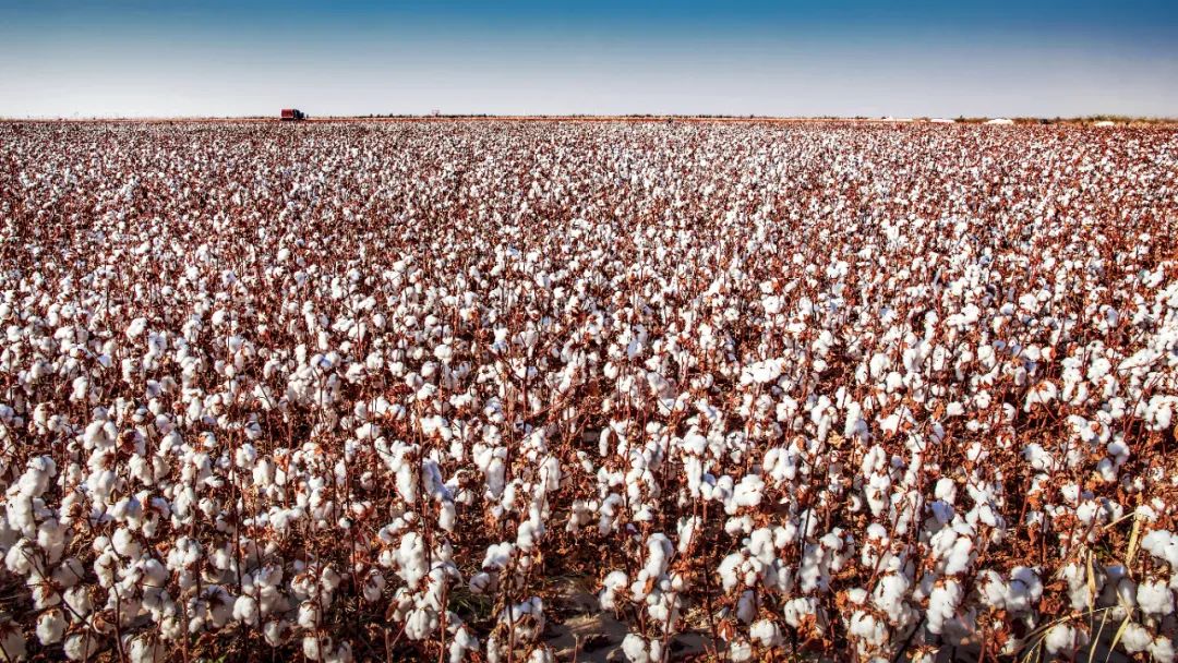 暖湿化影响下，新疆的水果会更甜吗？