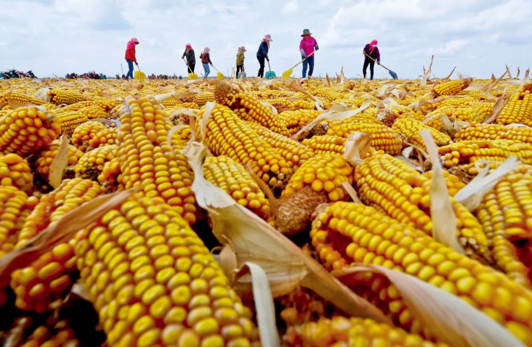 暖湿化影响下，新疆的水果会更甜吗？