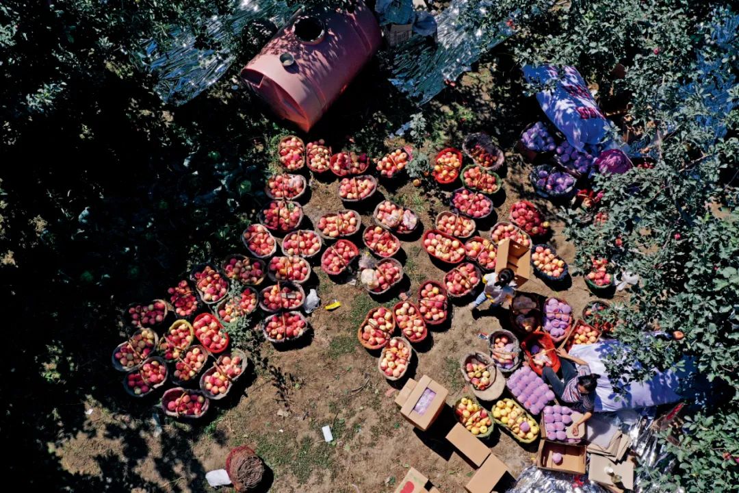 暖湿化影响下，新疆的水果会更甜吗？