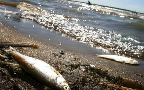 精神美日之人是毒药