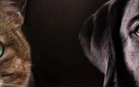 因为一条狗咬人，就要全国运动式打狗？