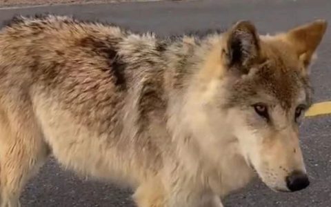 野狼被蛋黄派驯化成狗？事情比你想的更糟