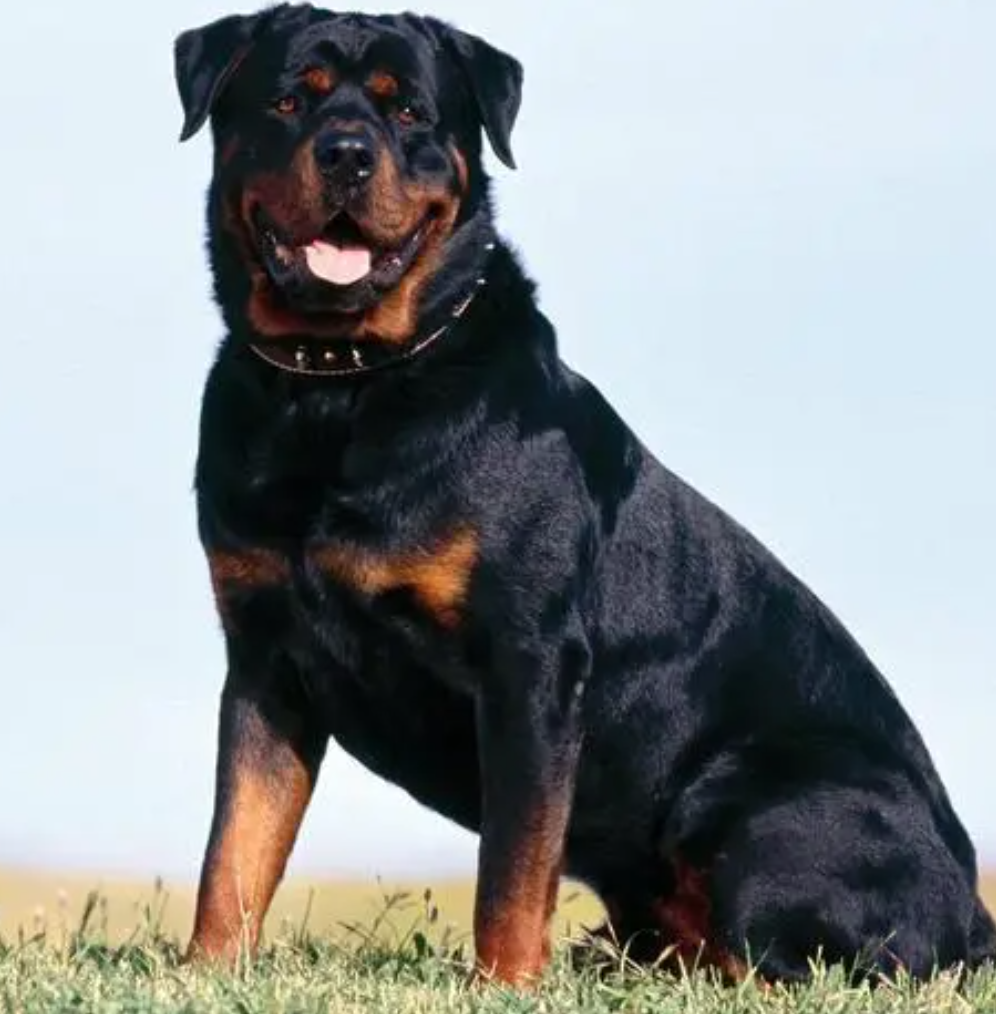 “烈性犬撕咬女童”让全网激愤，骂不拴绳没素质已经没用了