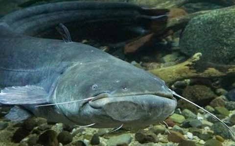 “北极鲶鱼”究竟是什么鱼？