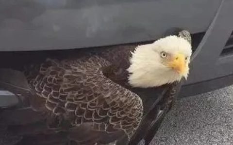 "巴以冲突给美国政局带来新的动荡"