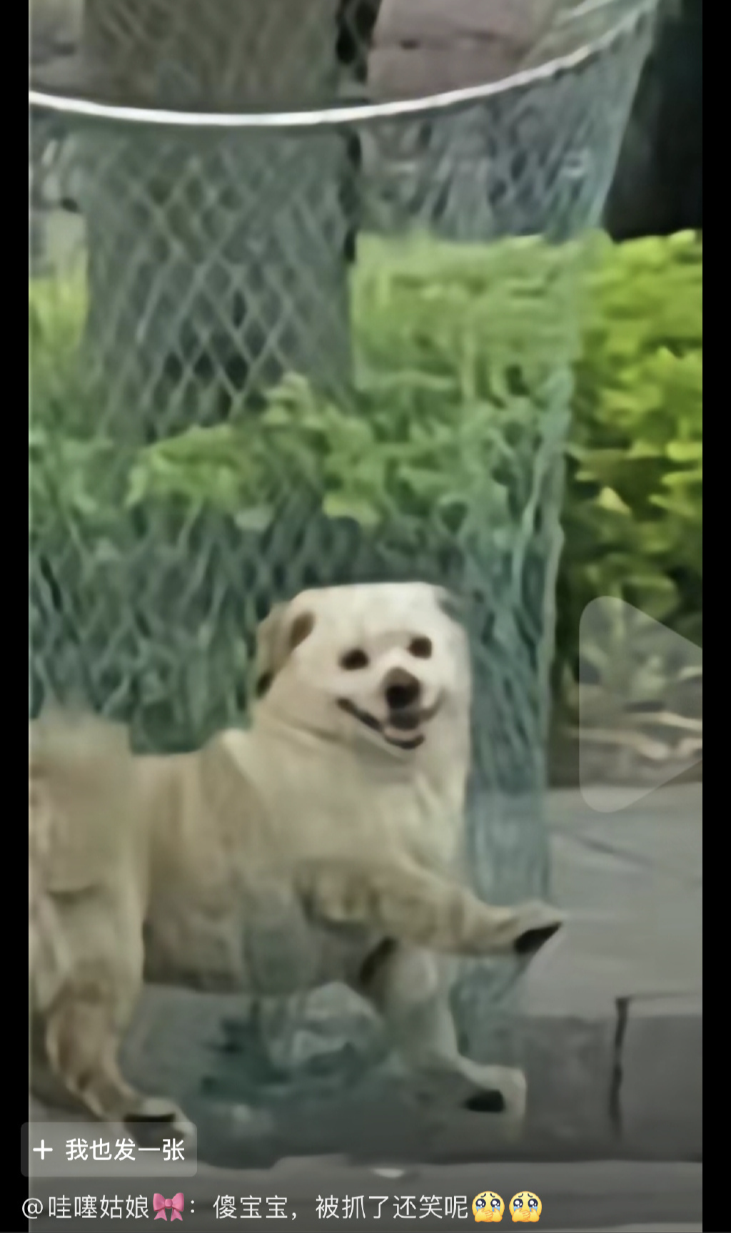 因为一条狗咬人，就要全国运动式打狗？