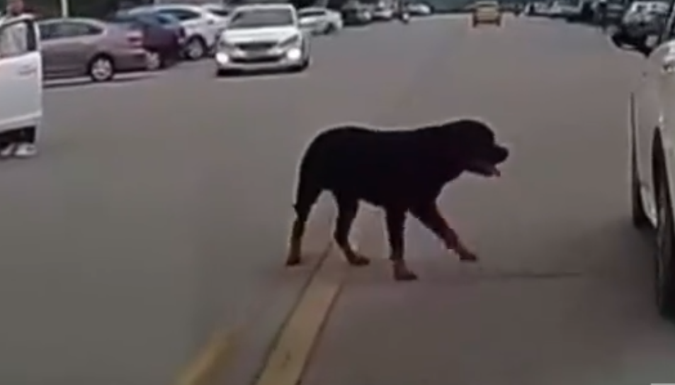 “烈性犬撕咬女童”让全网激愤，骂不拴绳没素质已经没用了