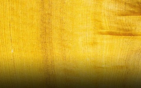 金丝楠木一棵能卖上亿，树苗一棵10元，为什么没人种?