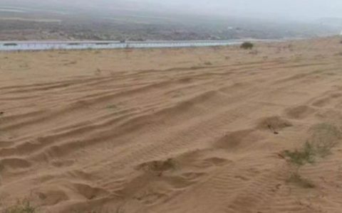 你在蚂蚁森林种的树，被他们压死了？