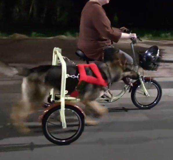 “烈性犬撕咬女童”让全网激愤，骂不拴绳没素质已经没用了