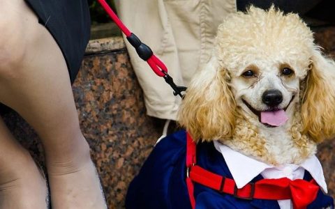 5000万只犬，谁来管，怎么管