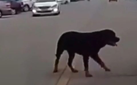 “烈性犬撕咬女童”让全网激愤，骂不拴绳没素质已经没用了