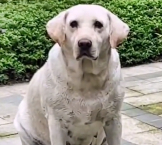 “烈性犬撕咬女童”让全网激愤，骂不拴绳没素质已经没用了