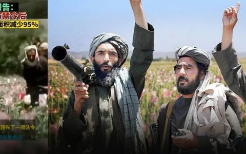 联合国宣布：阿富汗毒品原作物种植面积锐减95%！阿富汗塔利班是咋做到的？