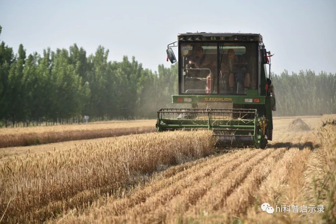 产量是俄罗斯小麦1.3倍，为何质量却不如？中国小麦到底还缺啥？