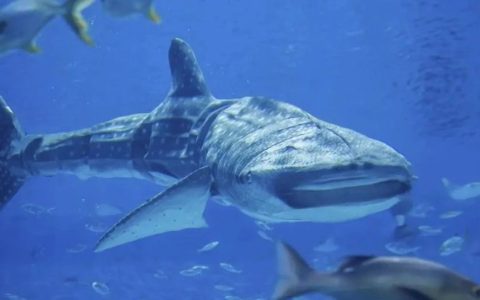 我信你个鬼！航天科工回应世界首仿鲸鲨：搞这个主要用途是观赏！