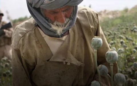 阿富汗塔利班禁毒成功，打了美国的脸？