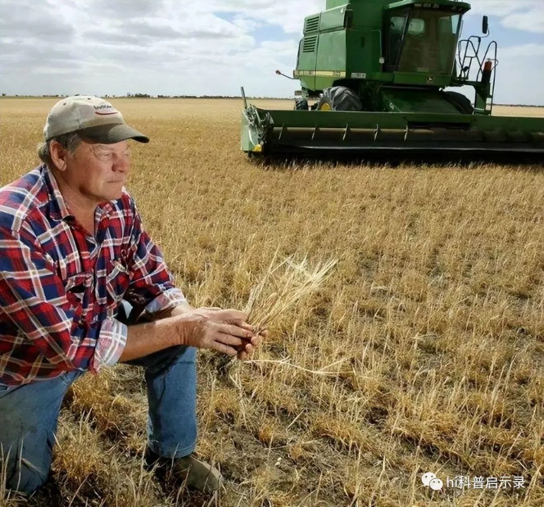 产量是俄罗斯小麦1.3倍，为何质量却不如？中国小麦到底还缺啥？