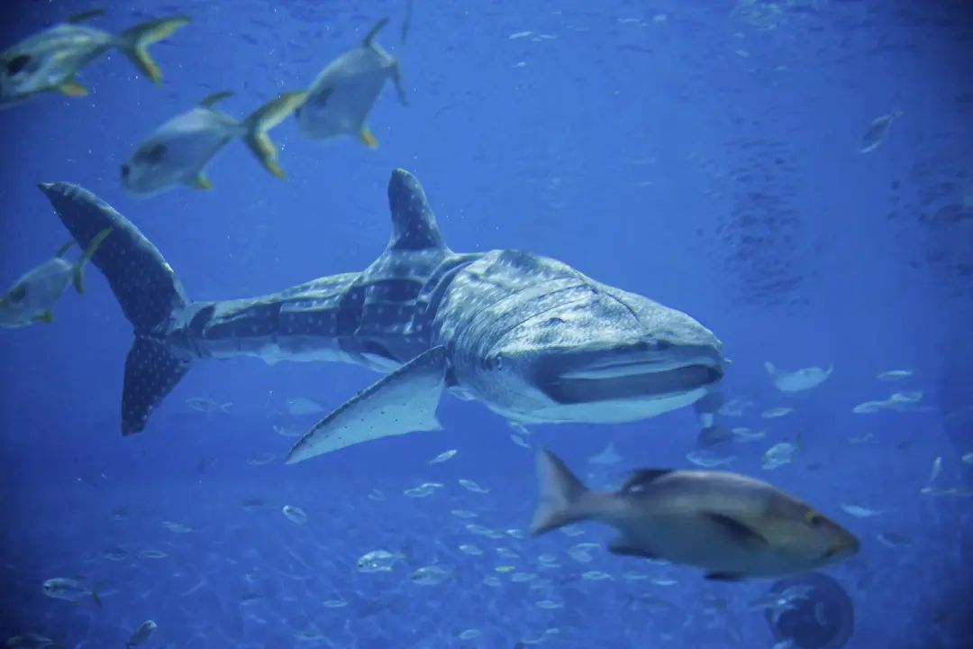 我信你个鬼！航天科工回应世界首仿鲸鲨：搞这个主要用途是观赏！