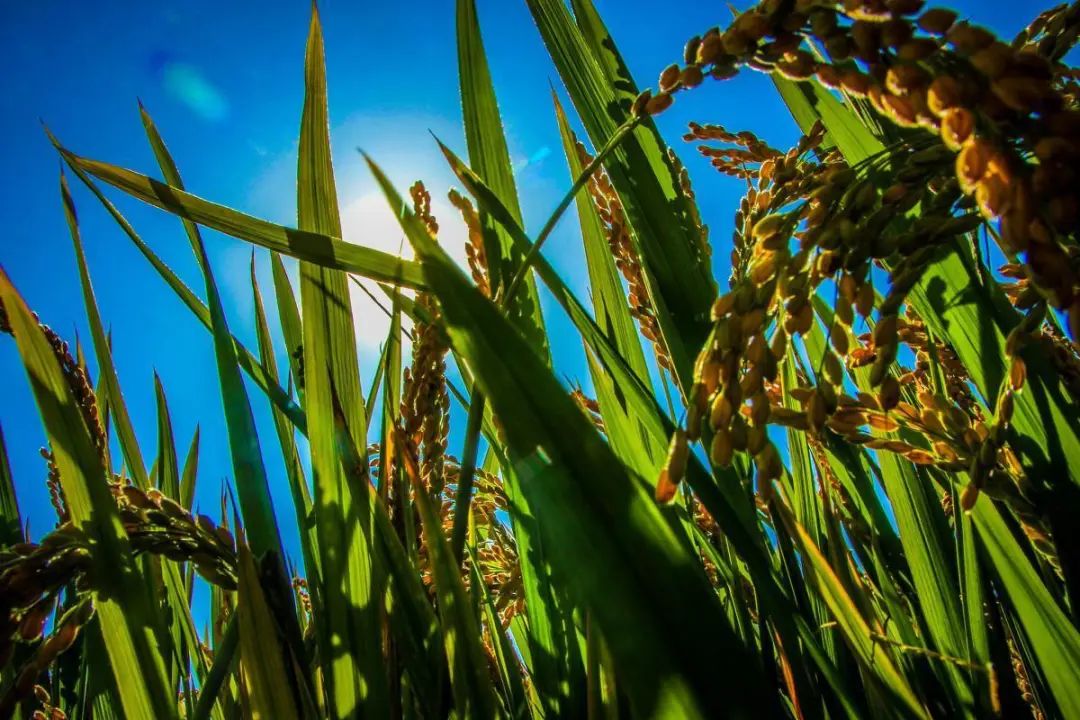 你觉得我国哪个省份种植的大米最好吃，有什么科学依据？