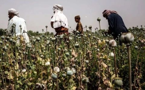 鸦片产量锐减95%，为什么塔利班要铁血禁毒？
