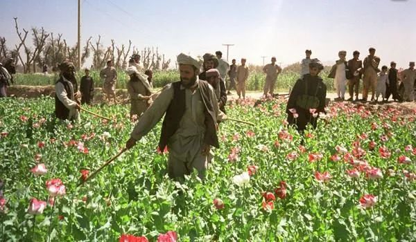 阿富汗塔利班禁毒成功，打了美国的脸？