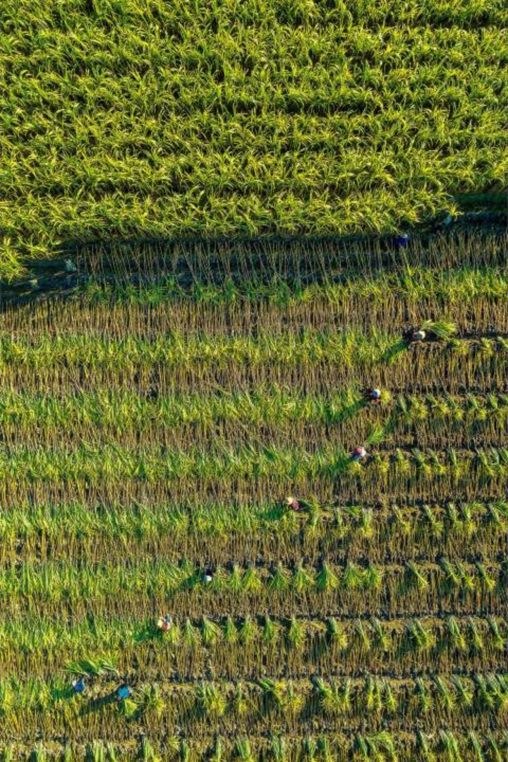 中国人为什么爱吃糖？因为这一口甜来的实在不容易…..