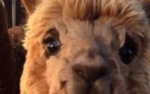 殖人无钱住宿，竟说中国使馆远程控制新西兰酒店