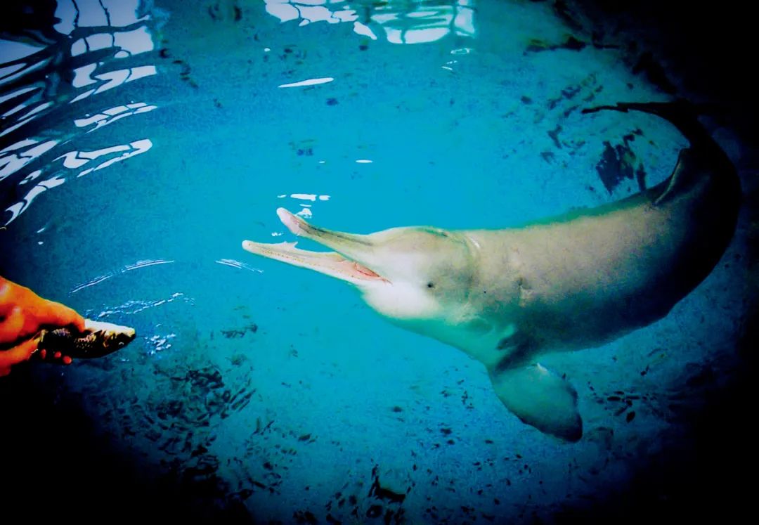 “长江病了”，禁渔三年恢复的怎样？