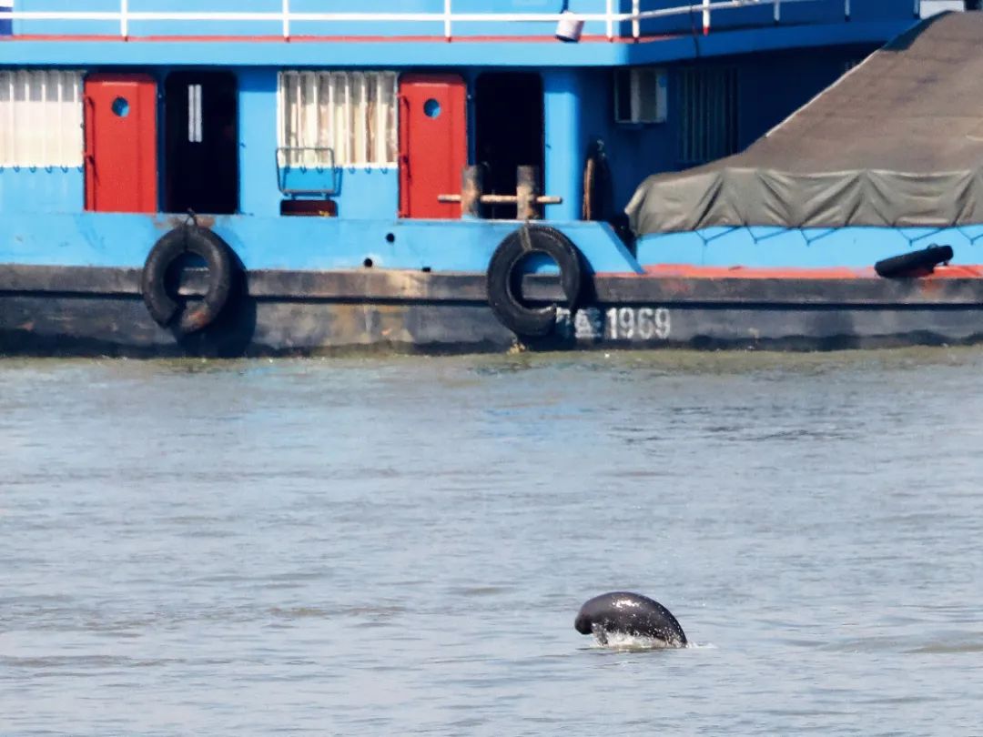 “长江病了”，禁渔三年恢复的怎样？