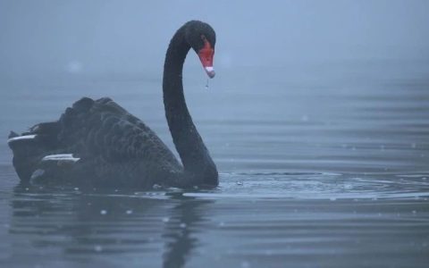 “2024最大黑天鹅可能是……”