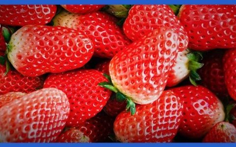 一斤10元，草莓价格大跳水