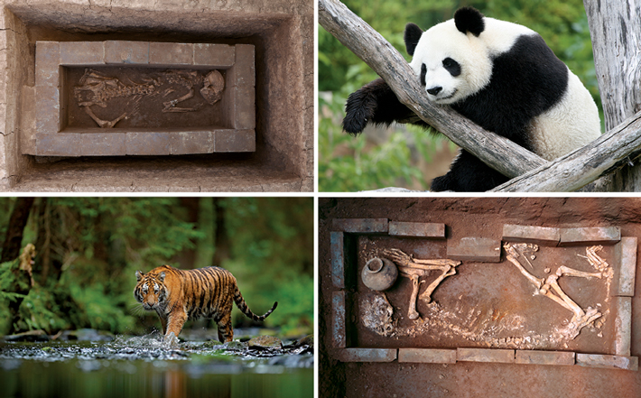 大汉帝国这个地下动物园里，有一只陪葬了2000年的大熊猫……